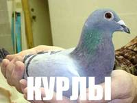 14 KB